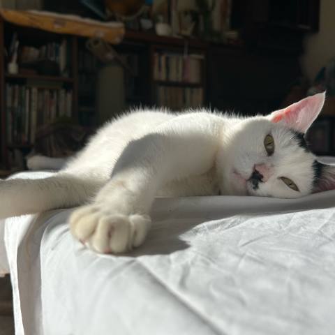 White