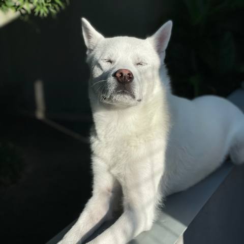 White