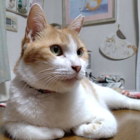 White