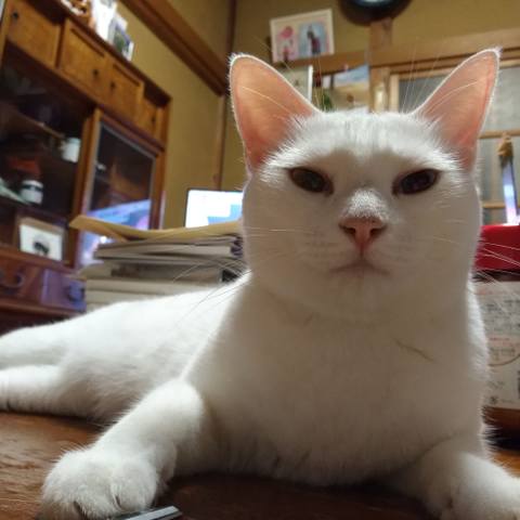White