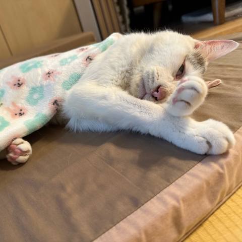 White