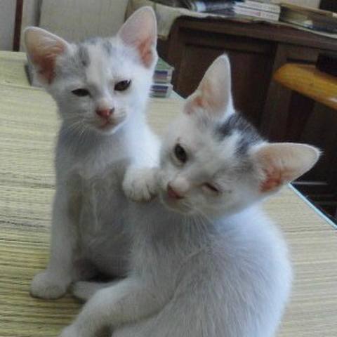 White