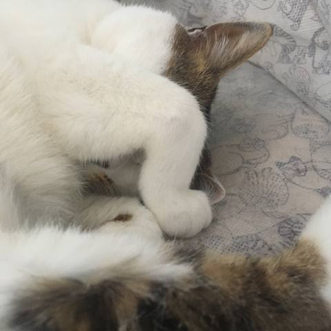 White