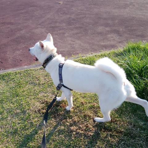 White