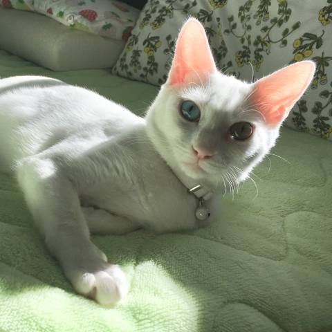 White