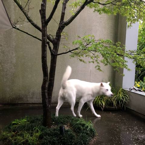 White