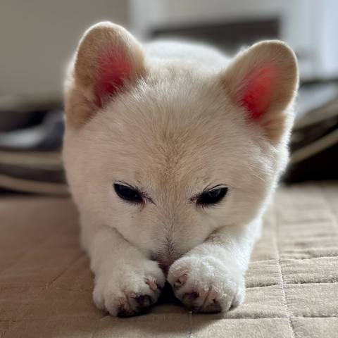 White