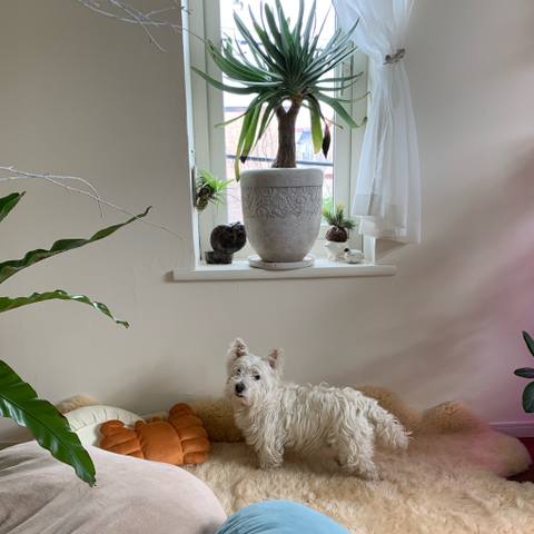 White
