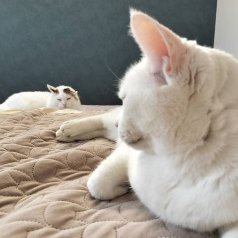 White
