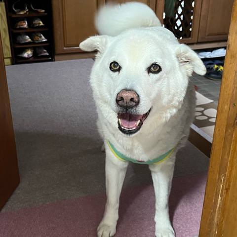 White