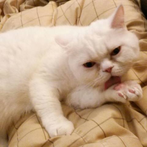 White