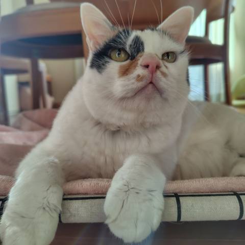 White