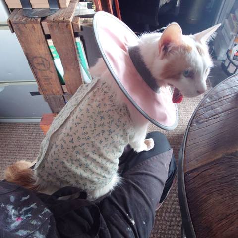 White