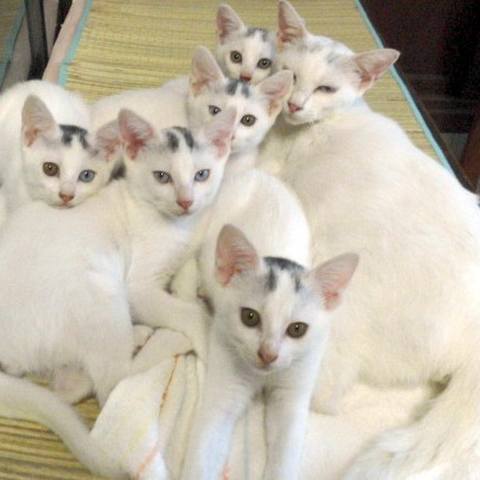 White