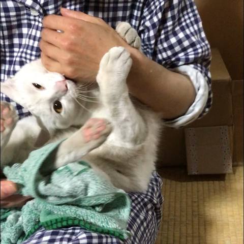 White