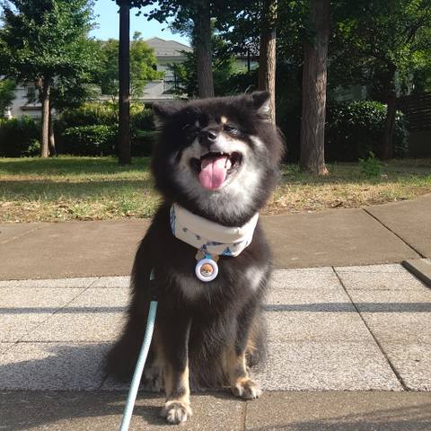 Dokonoko - 長毛黒柴ぶーすけ