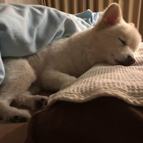 White