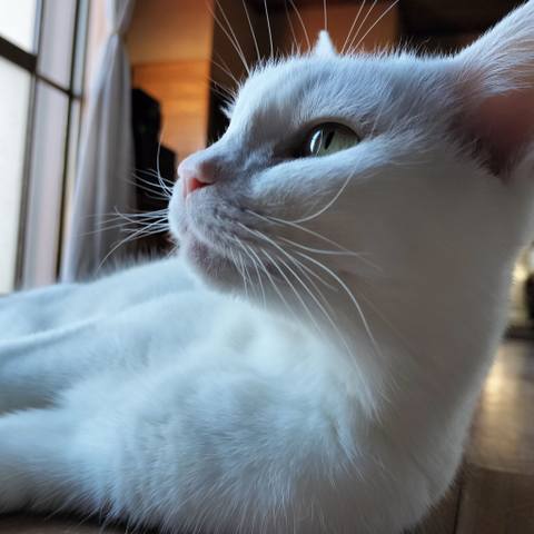 White