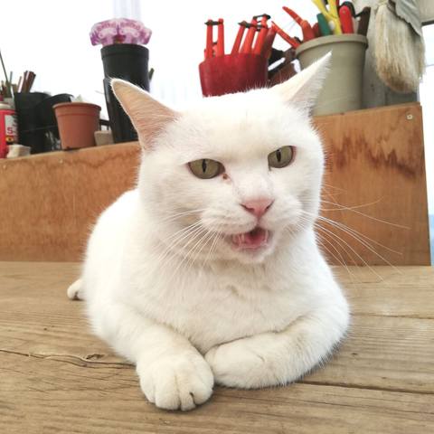 White