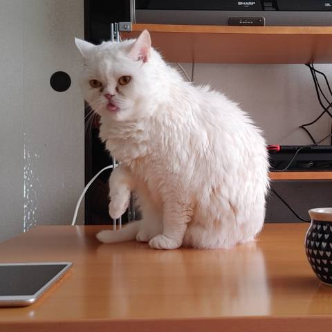 White