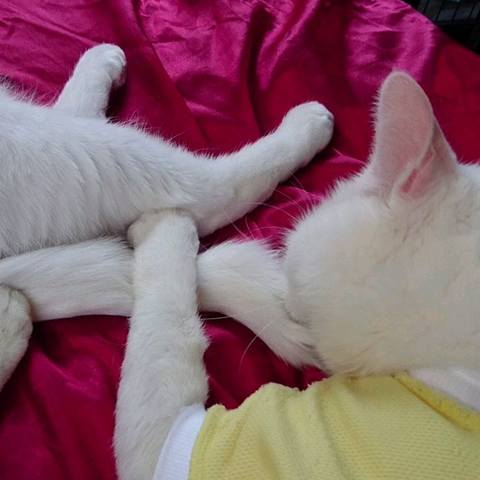 White