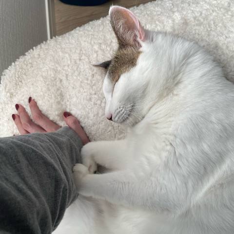 White
