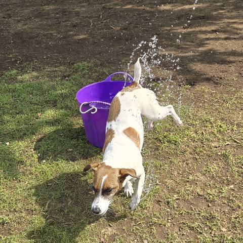 White