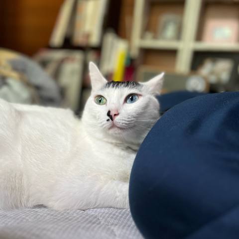 White