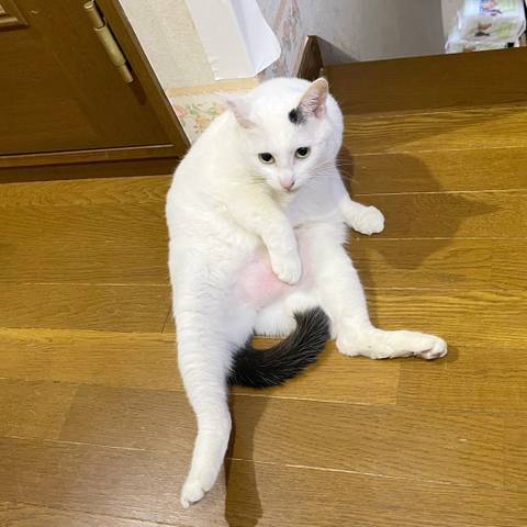 White