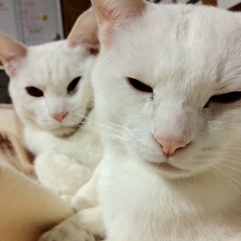 White