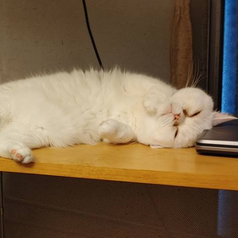 White