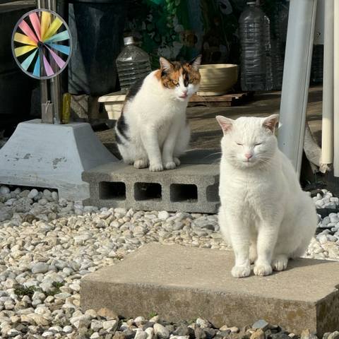 White
