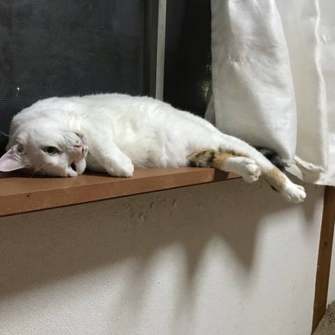White
