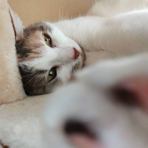 White