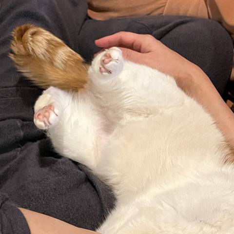 White
