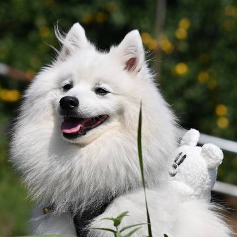 White