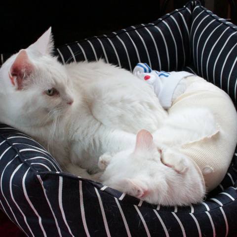 White