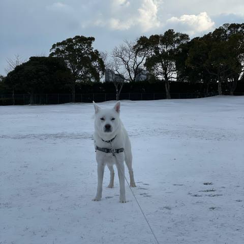 White