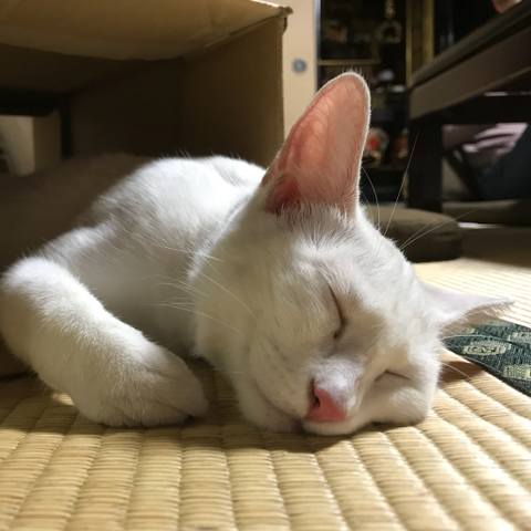 White