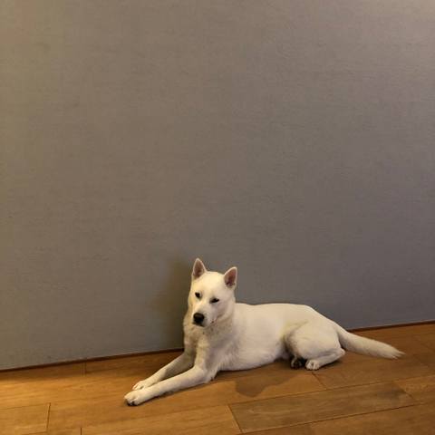 White