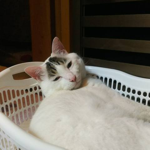 White