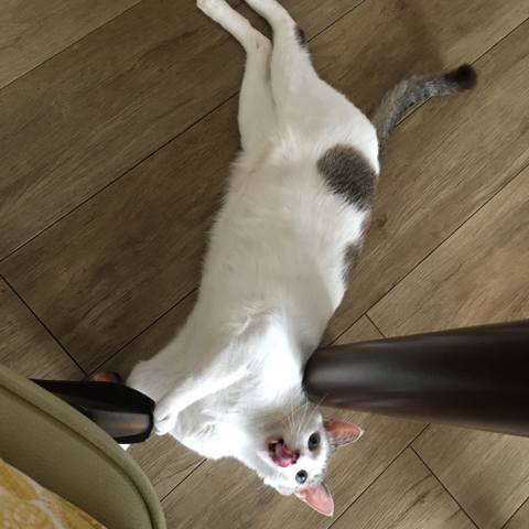 White