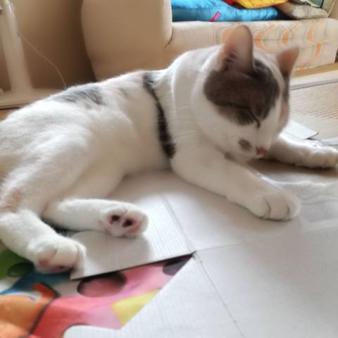 White