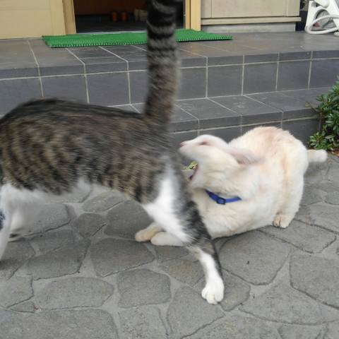 White