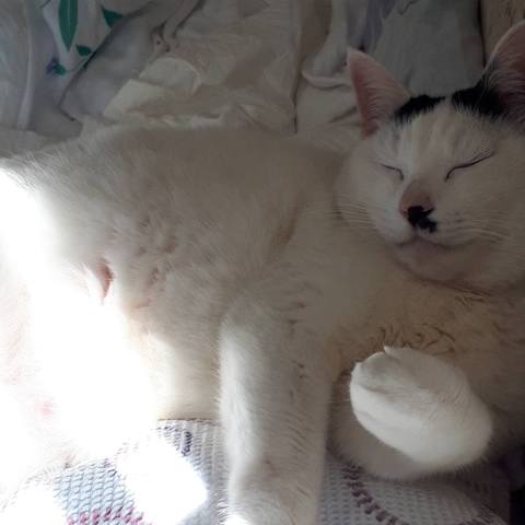 White