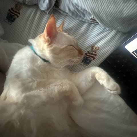 White