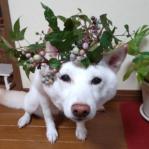 White