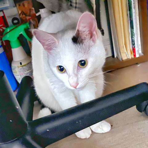 White