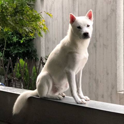 White