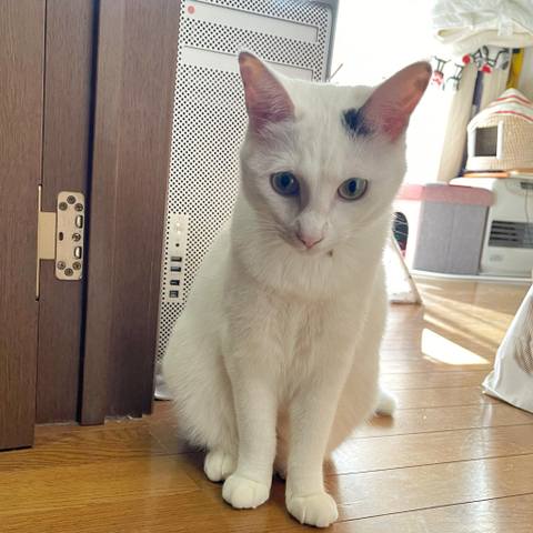 White